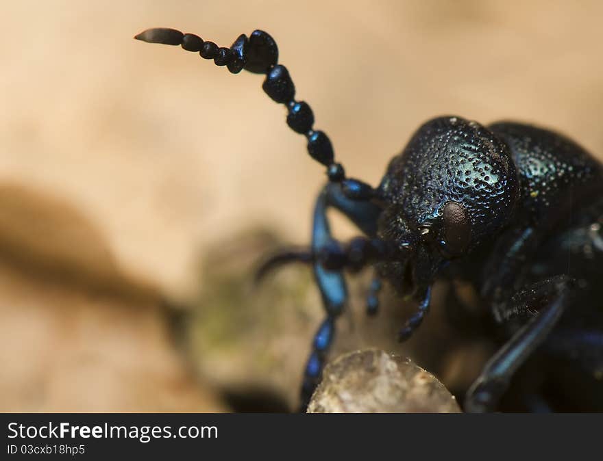 Meloe violaceus - Curious blue beetle