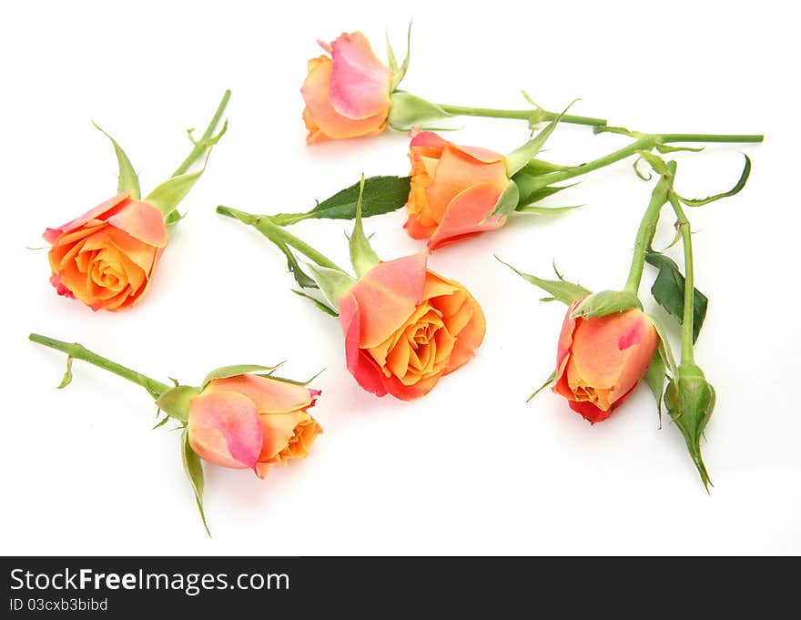 Fine roses on a white background