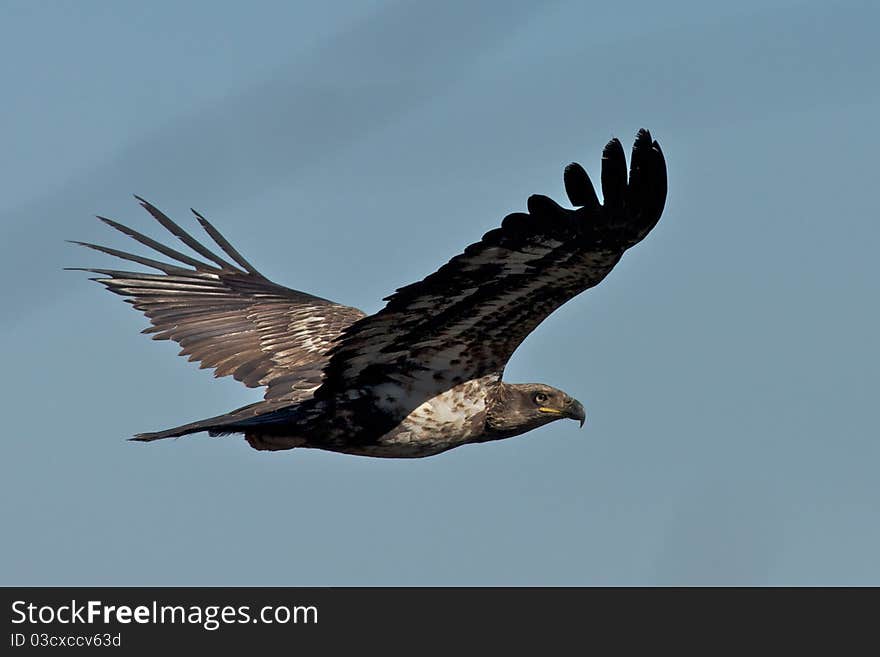 Immature Bald Eagle