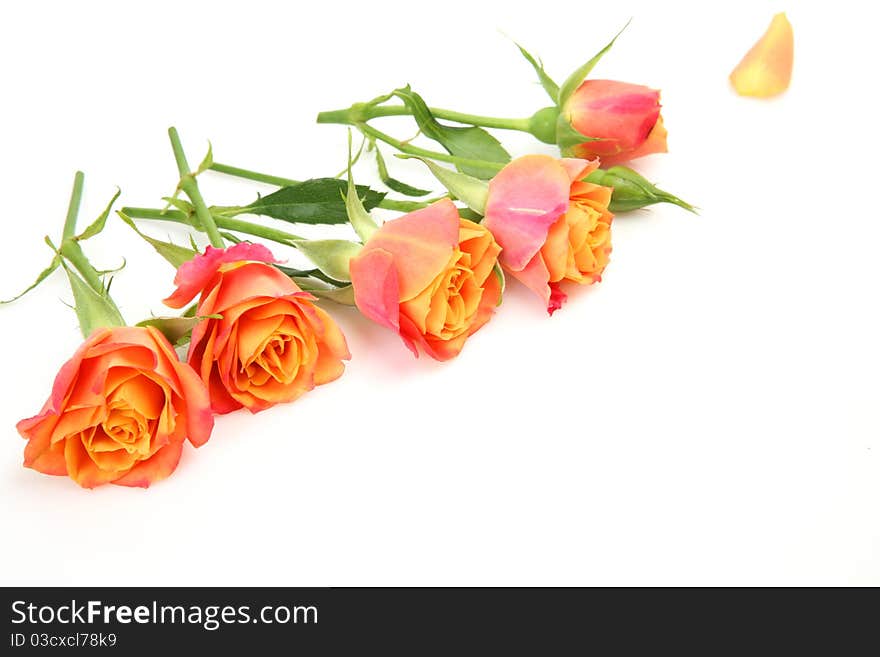 Fine roses on a white background