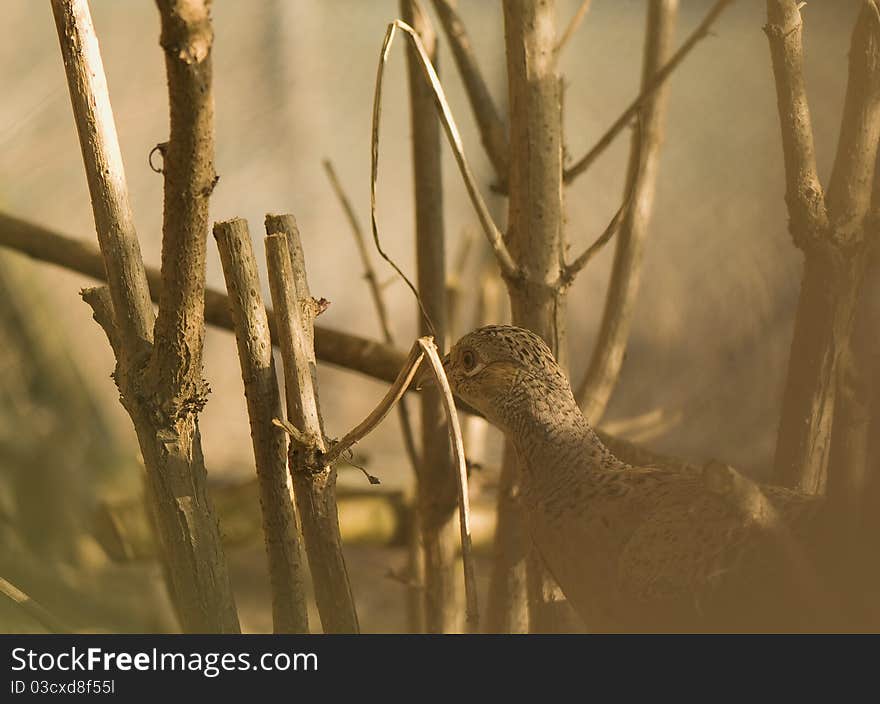 Phasianus colchicus - The male pheasant - hen