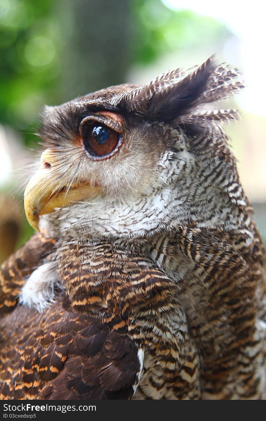 The grey eagle-owl in the forest