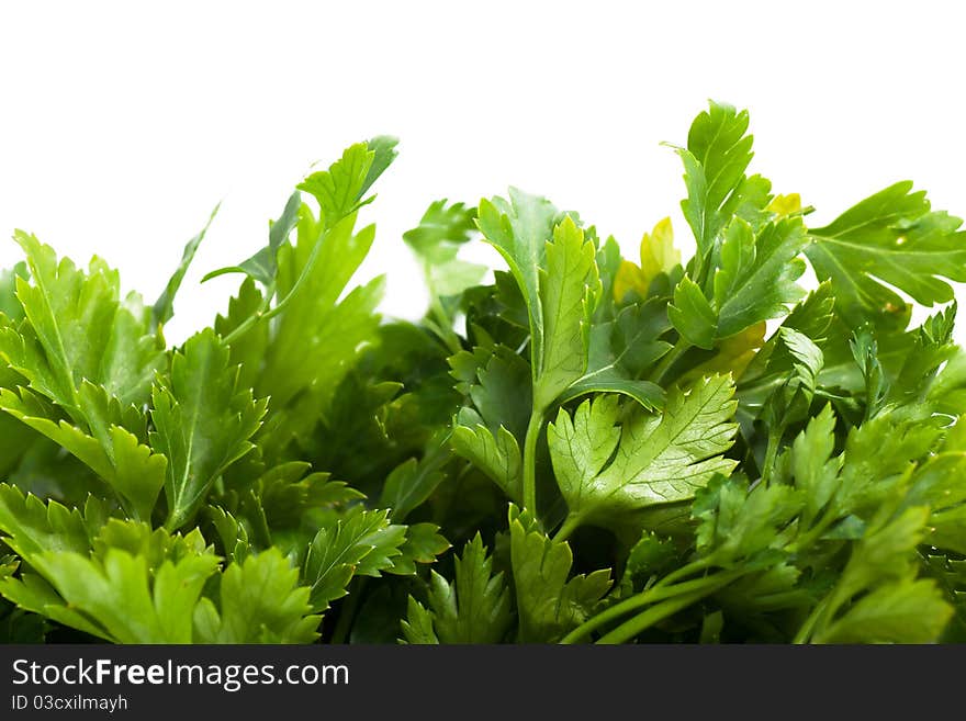 Macro view of fresh green parsley leaves