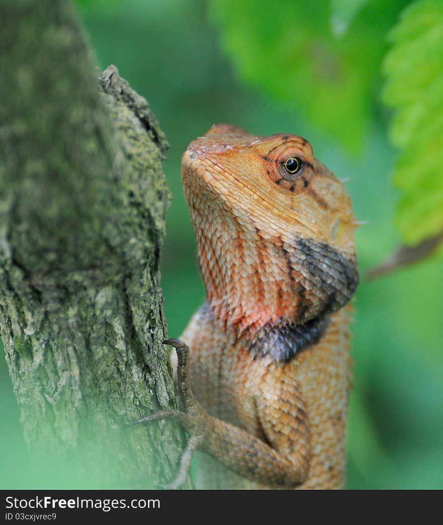 Orange Lizard In The Hideout