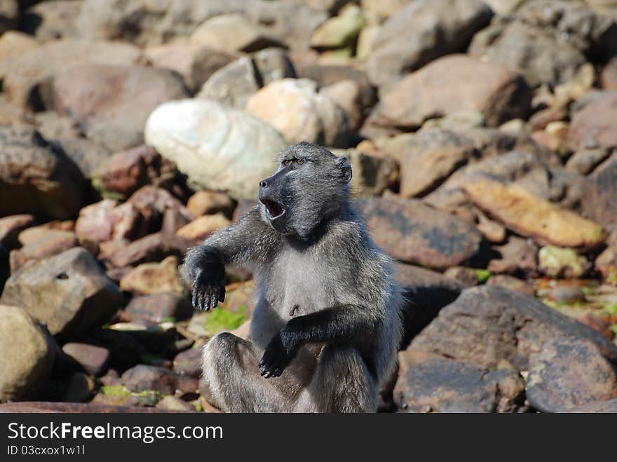 Baboon on the rocks acting like a clown. Baboon on the rocks acting like a clown