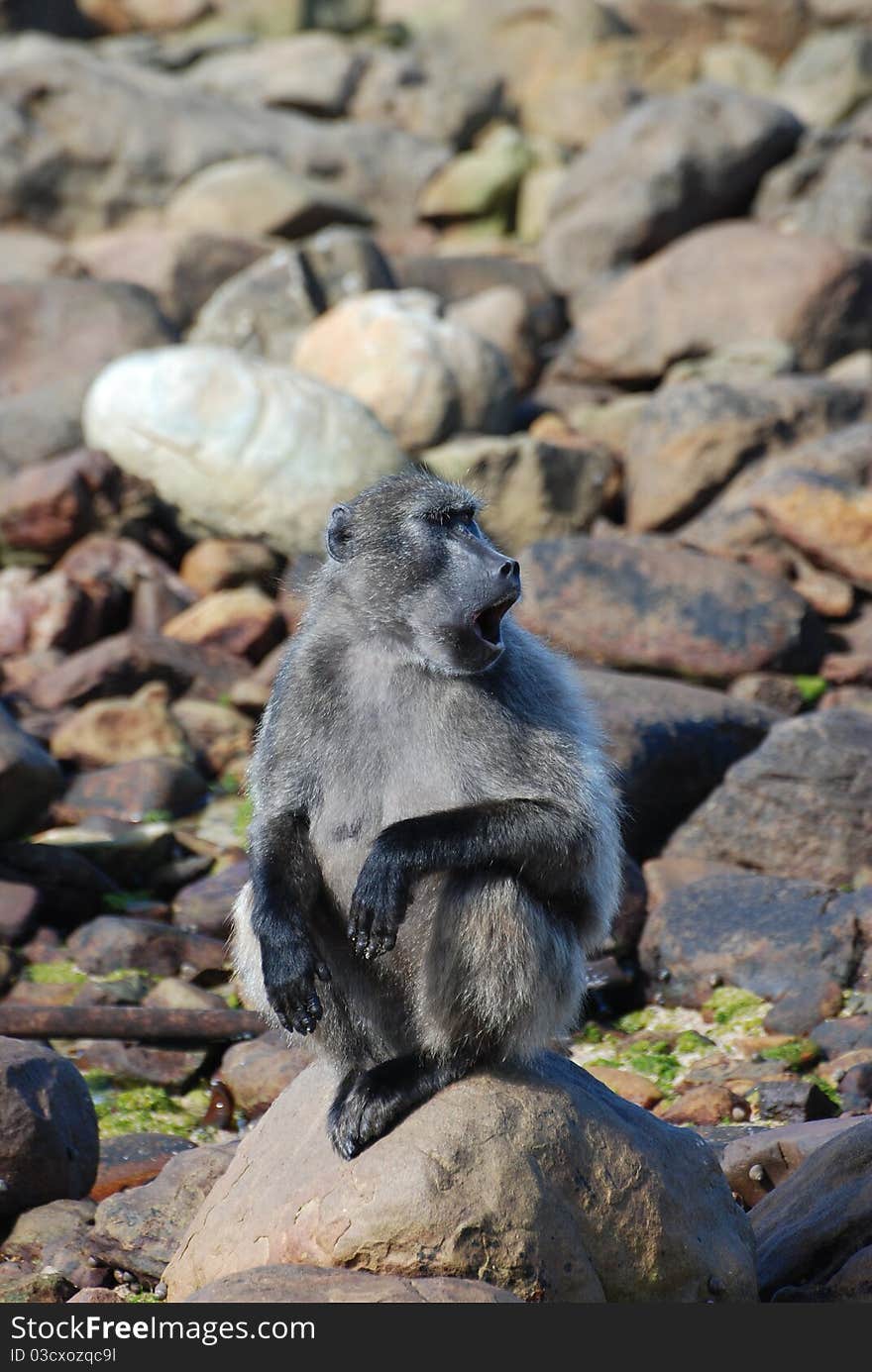 Baboon howling on the rocks. Baboon howling on the rocks