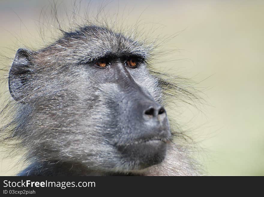 Baboon looking curious with big brown eyes. Baboon looking curious with big brown eyes