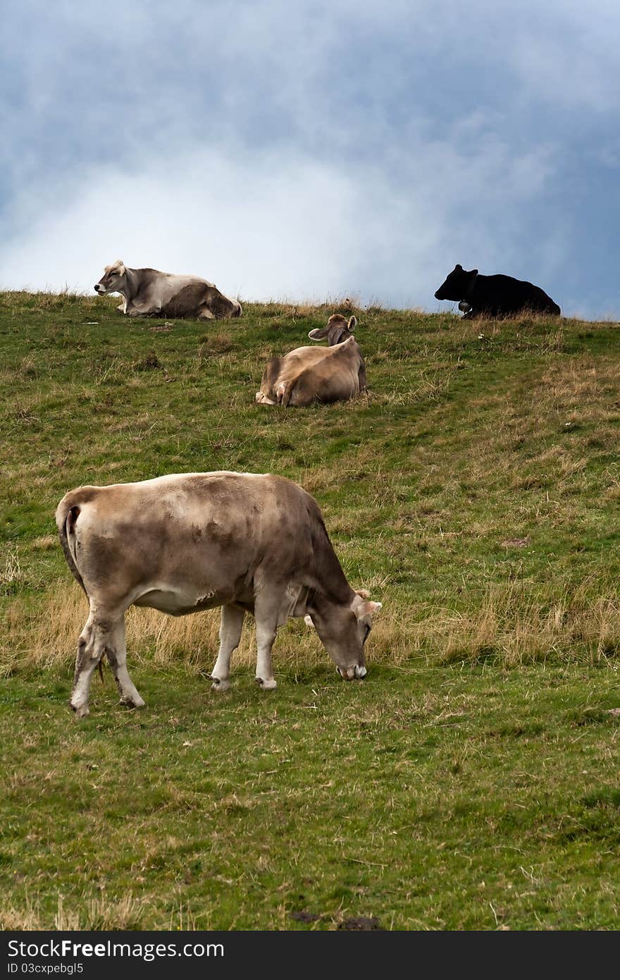 Four dairy cows grazing on the hillside. Four dairy cows grazing on the hillside