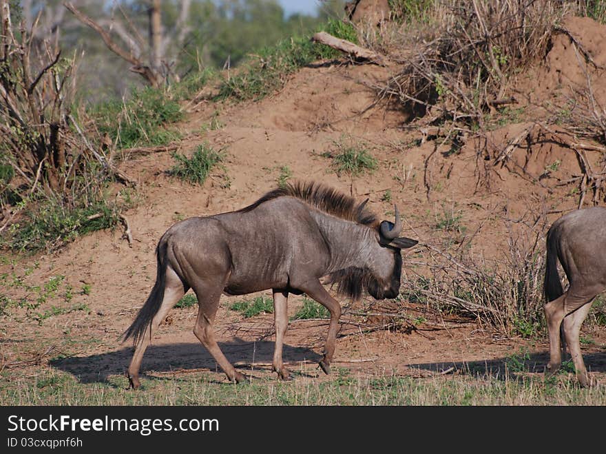 Widebeest On The Trail For Water