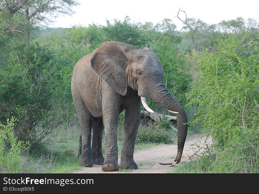 Bull Elephant guarding the path