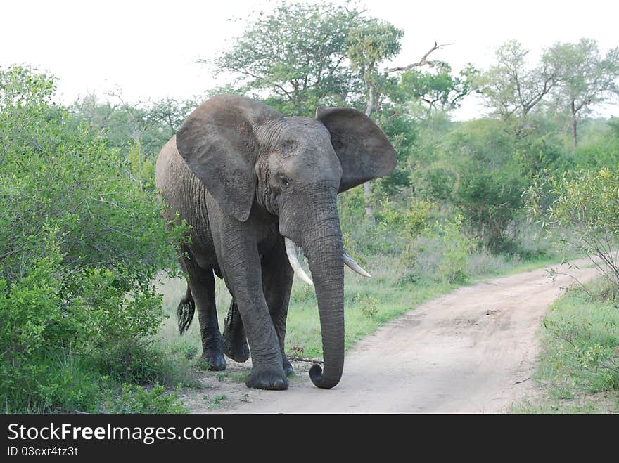 Big Bull Elephant charging down the path. Big Bull Elephant charging down the path