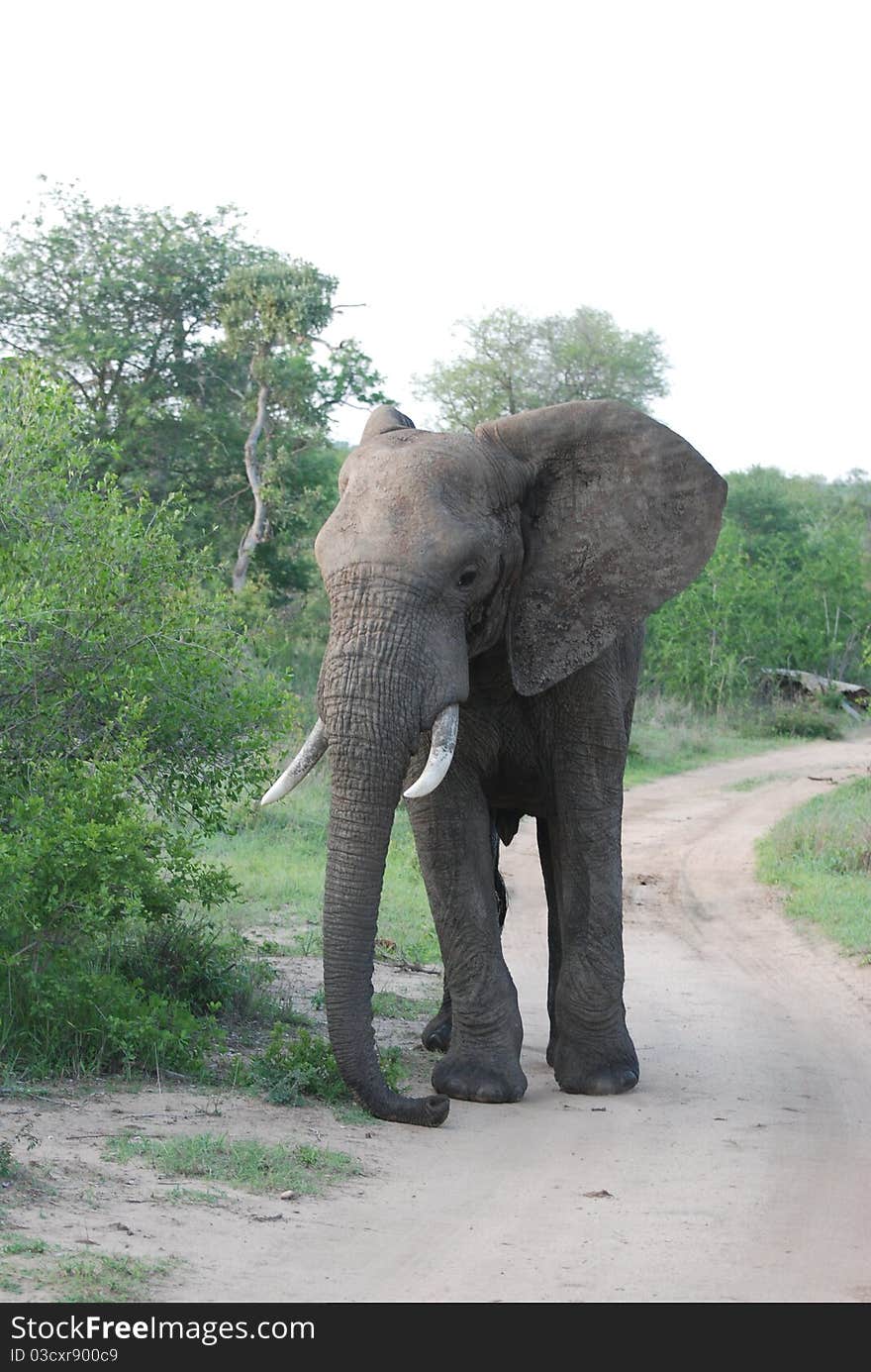 Big Bull Elephant on guard. Big Bull Elephant on guard