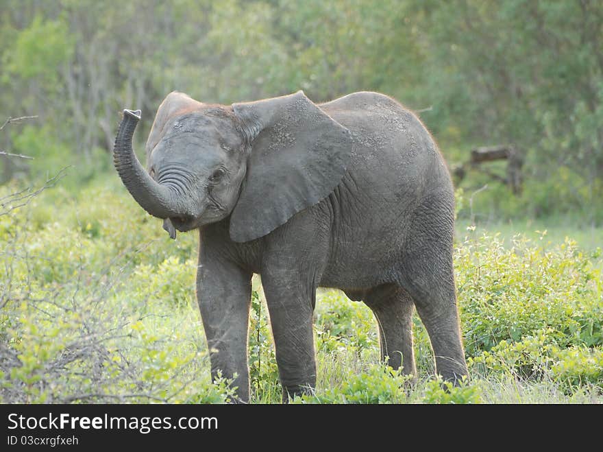 Baby Elephant trumperting