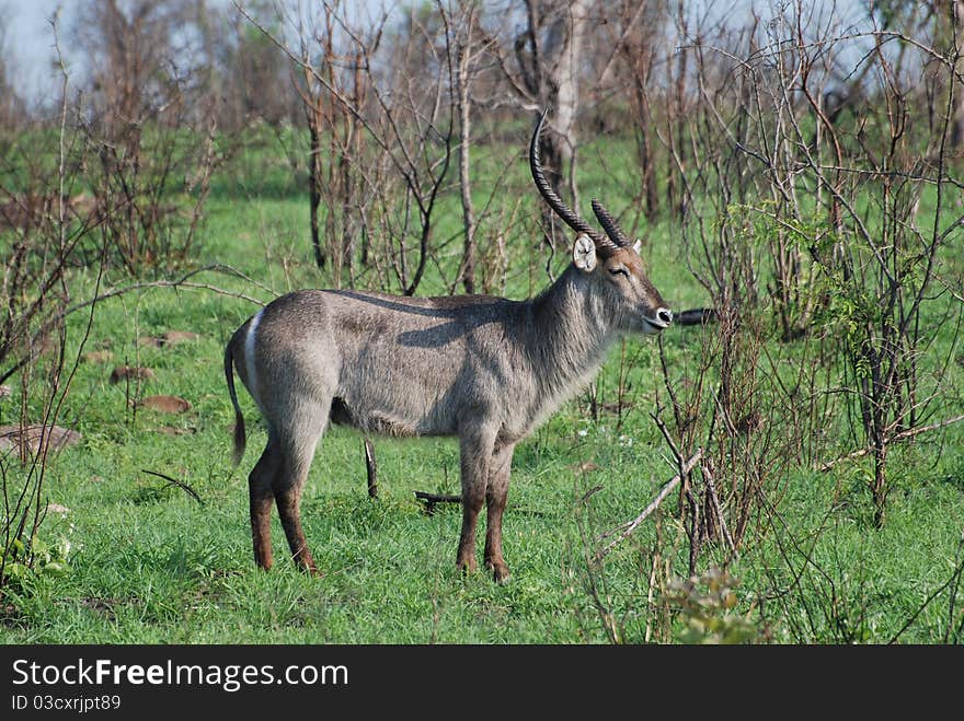 A lone African Waterbuck grazing. A lone African Waterbuck grazing