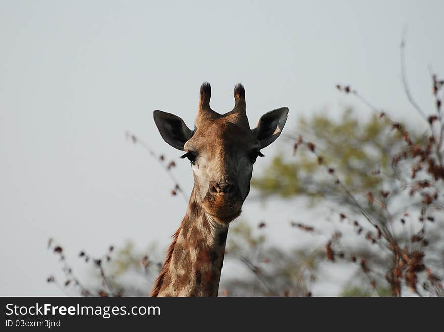 A portrait of a Giraffe. A portrait of a Giraffe