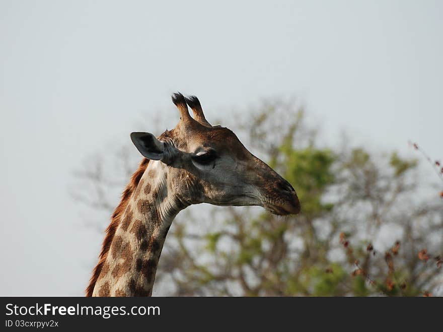 A giraffe showing his profile at Londa Lozi game park. A giraffe showing his profile at Londa Lozi game park