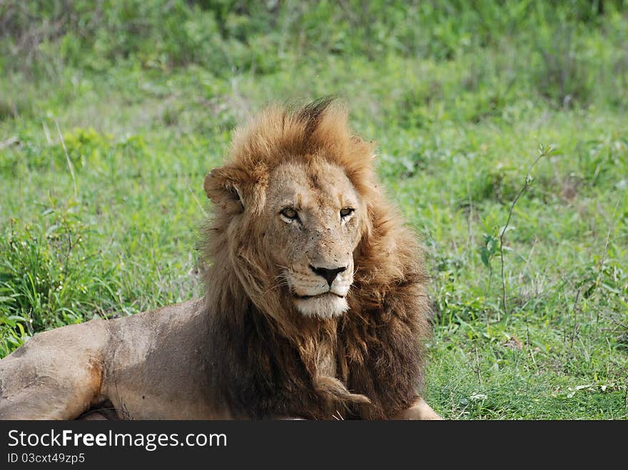 Male lion resting in the sun. Male lion resting in the sun