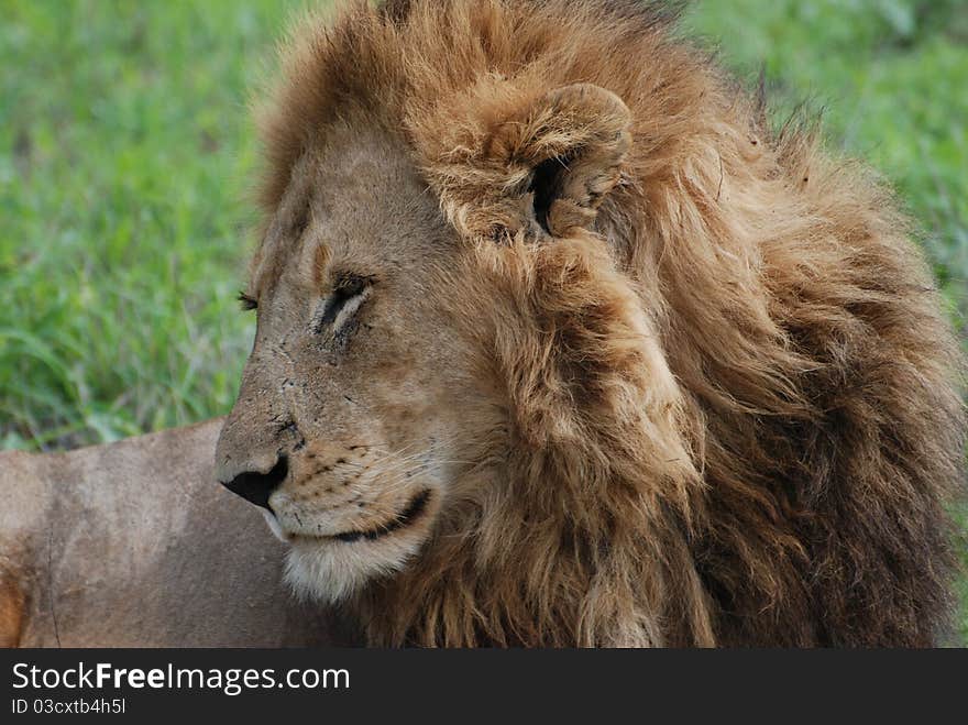 Large Male Lion