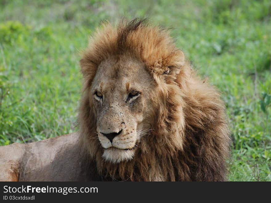 Male lion resting showing his main. Male lion resting showing his main