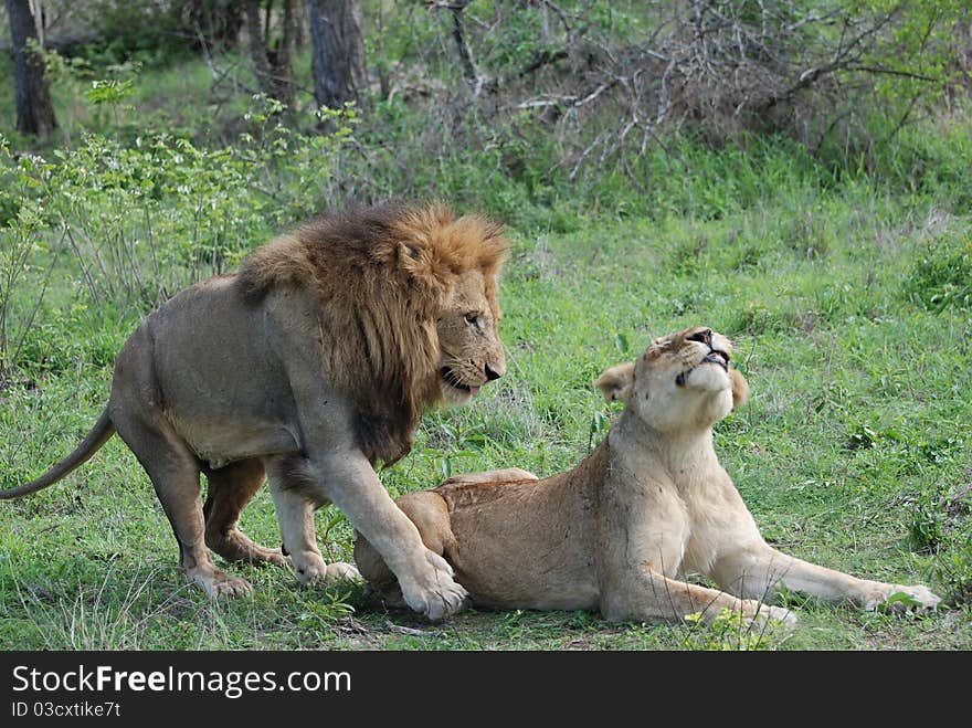 Lions in courtship in Sabi Sands. Lions in courtship in Sabi Sands