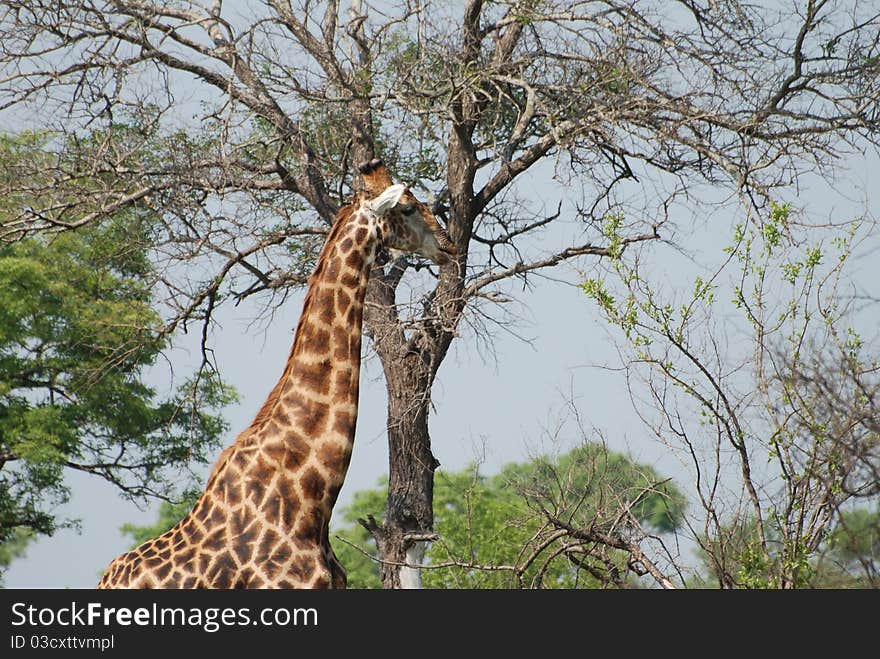 Elegant giraffe