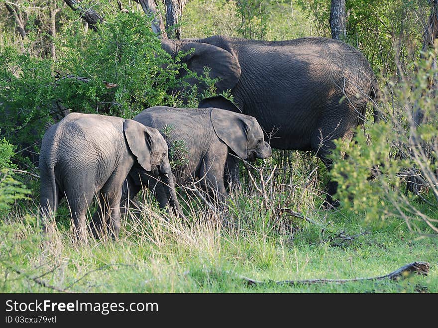 Baby Elephants with their mother