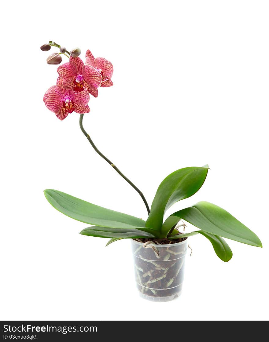 Pink orchid isolated on white background