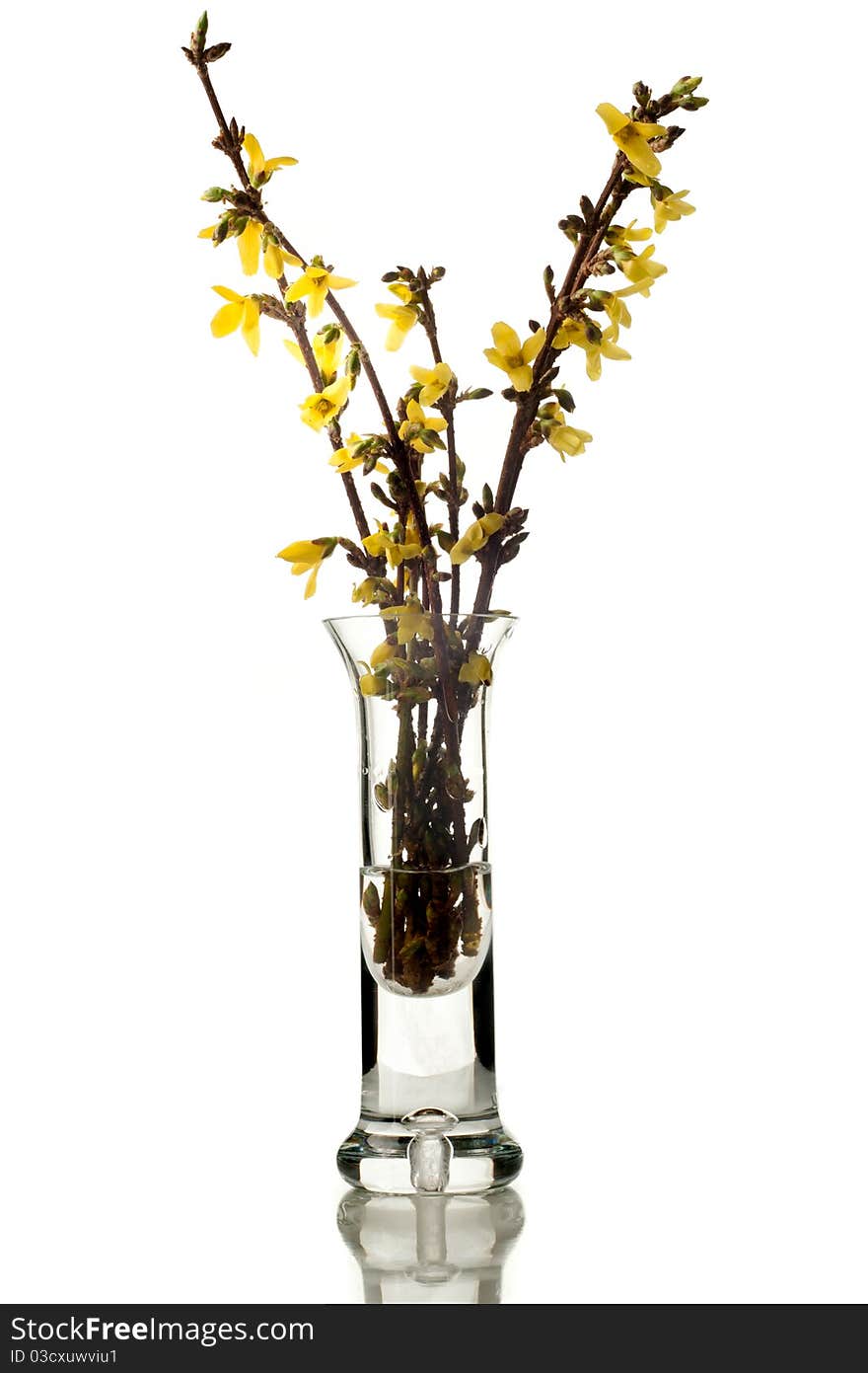 Forsythia flower