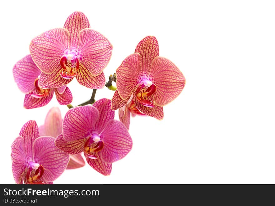 Beautiful pink orchid isolated on white background