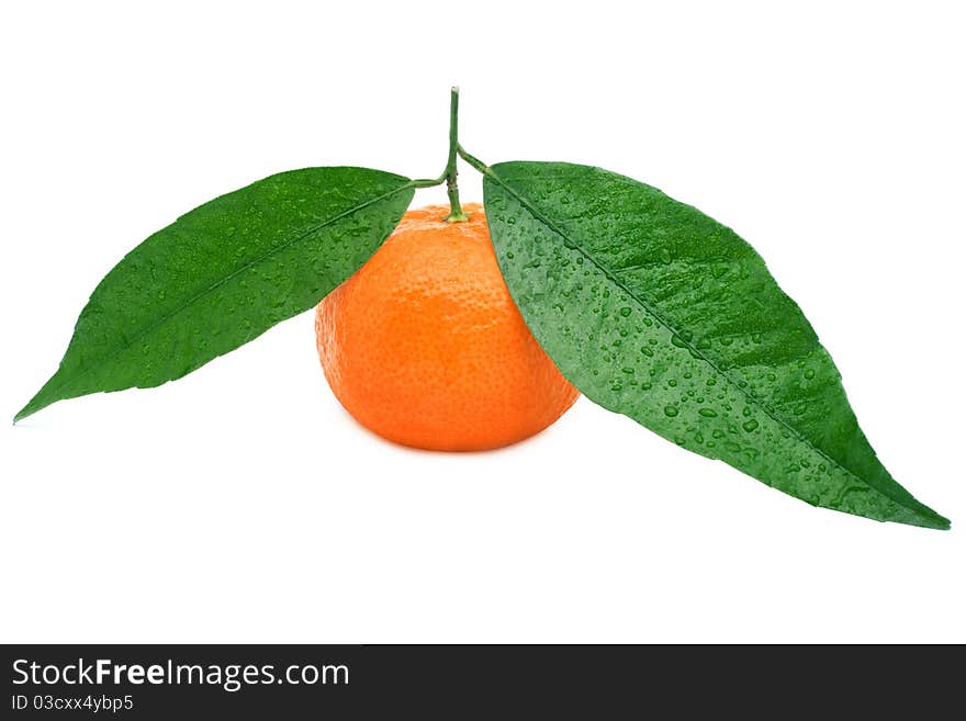 Tangerine isolated on a white background