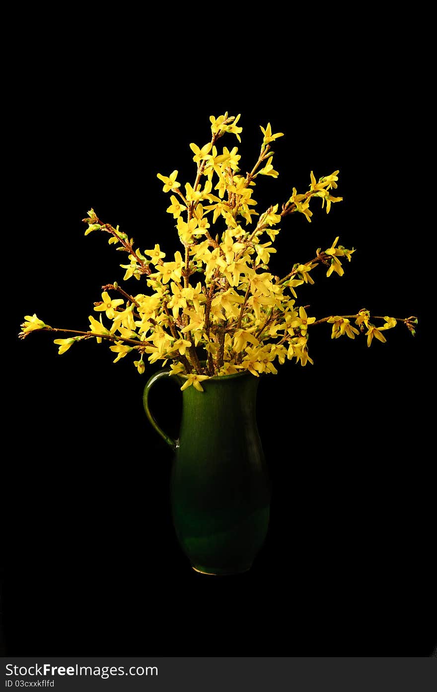 Forsythia flower on a black background