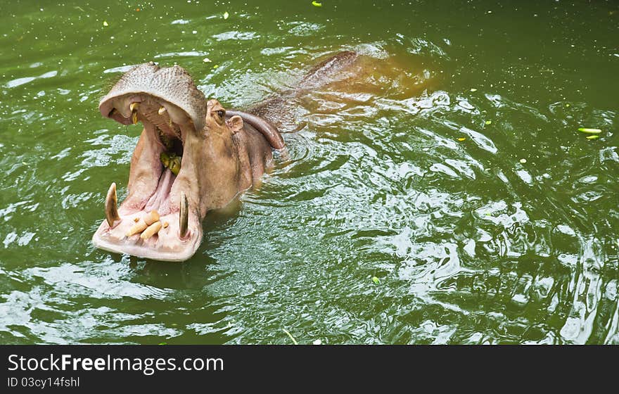 Hippopotamus waiting for feeding