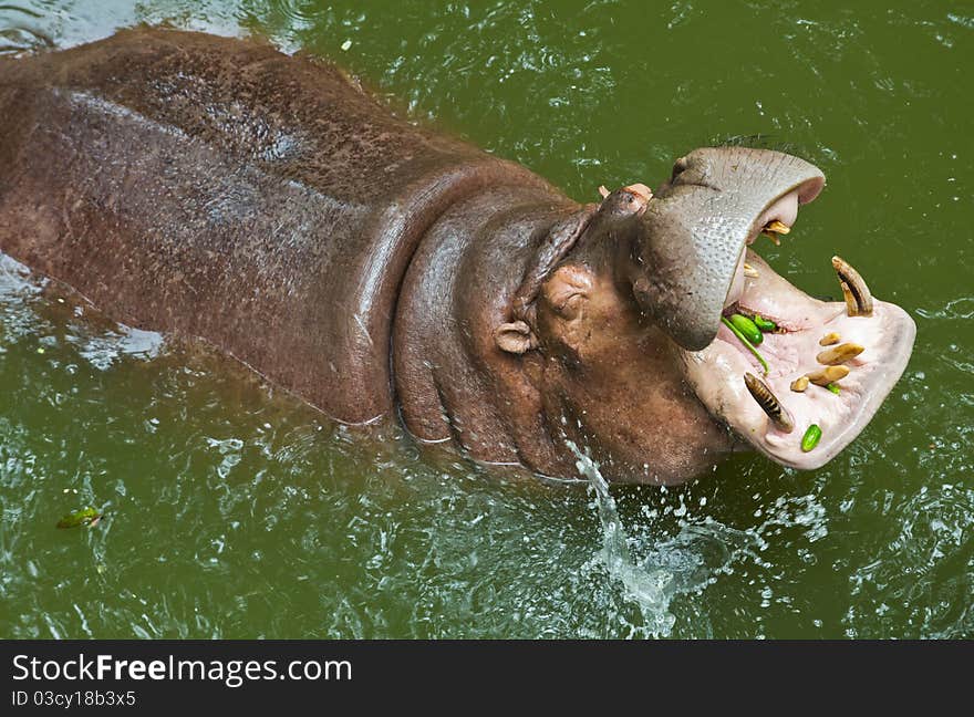 Hippopotamus Waiting For Feeding