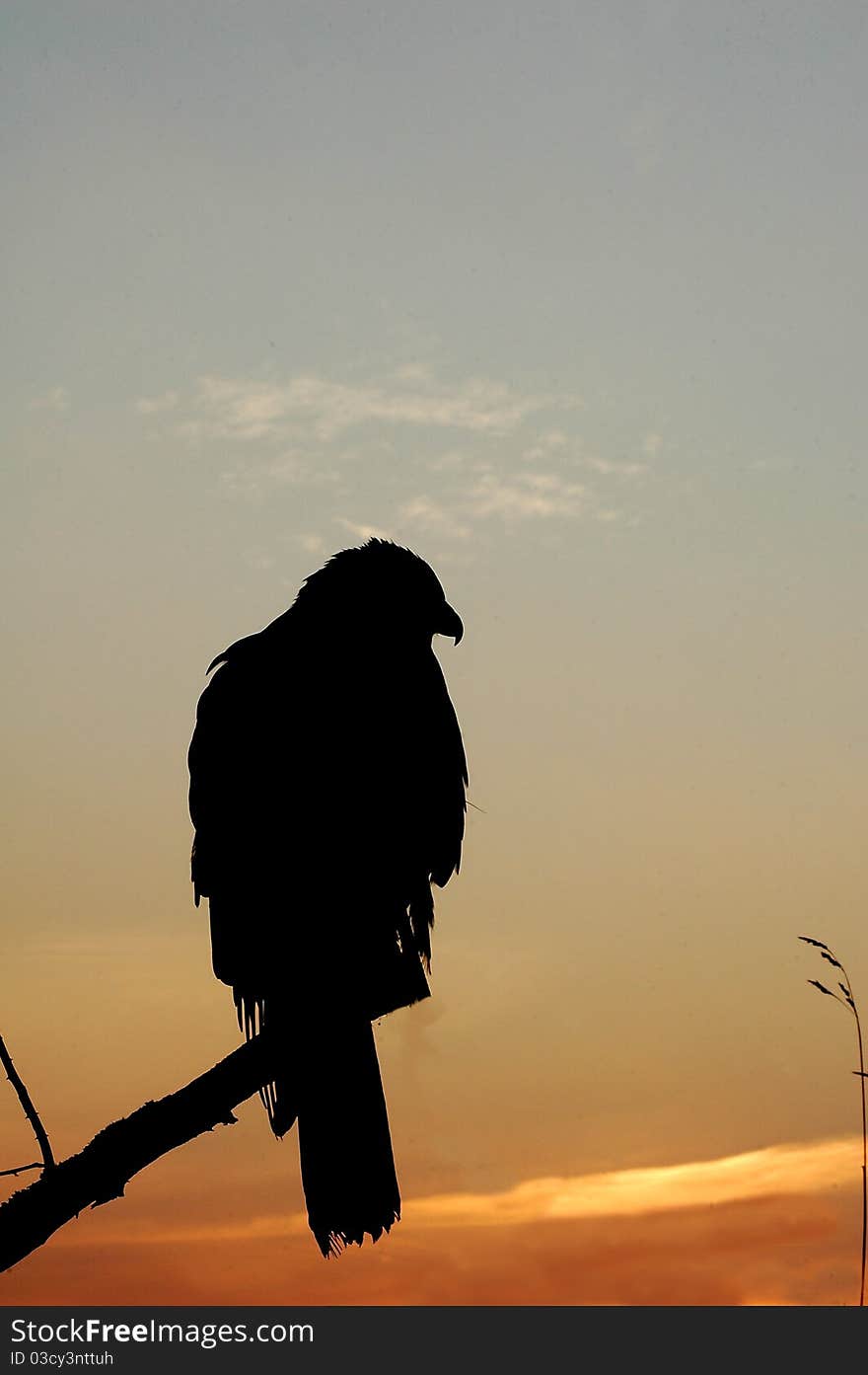 Accipiter Gentilis