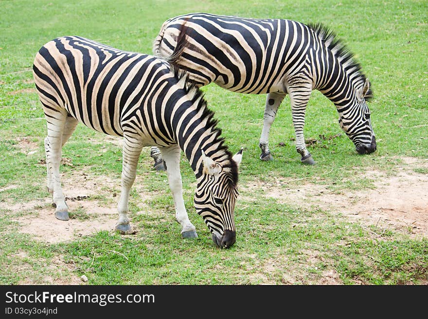 Zebras eating grass in the field