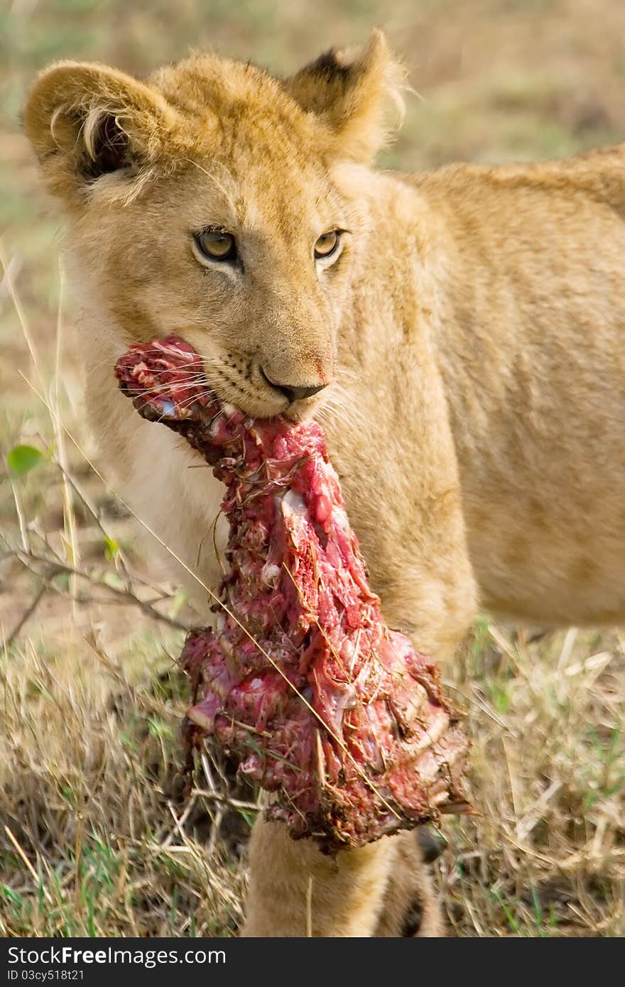 Lion cub with prey