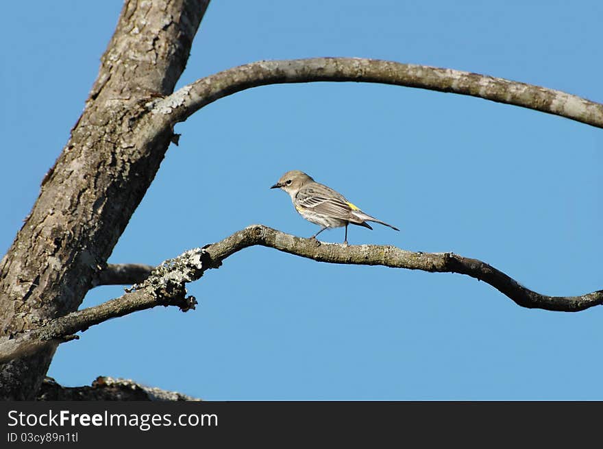 Yellow Rump Warbler