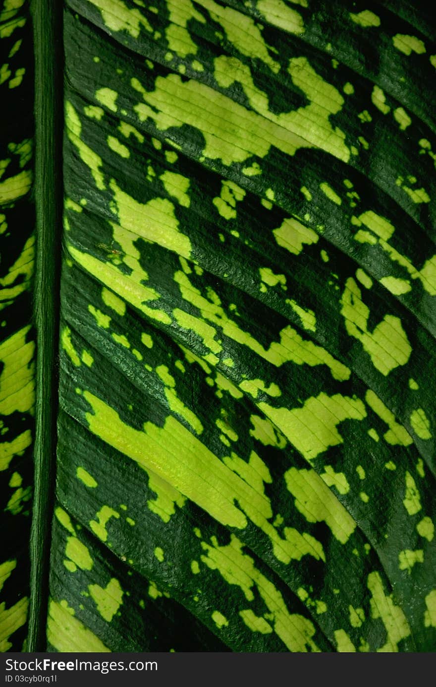 Tropical leaf