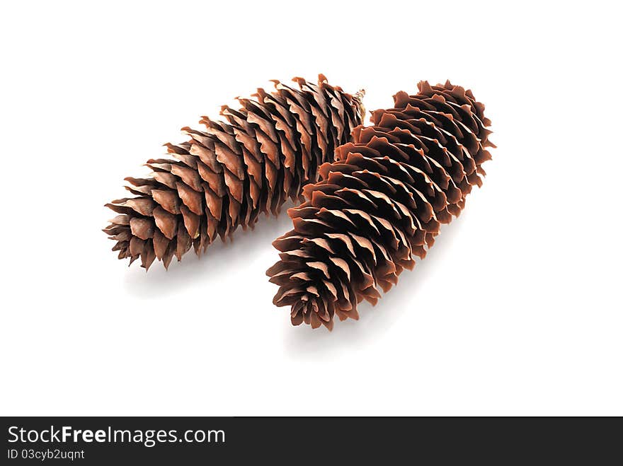 Pine Cones.