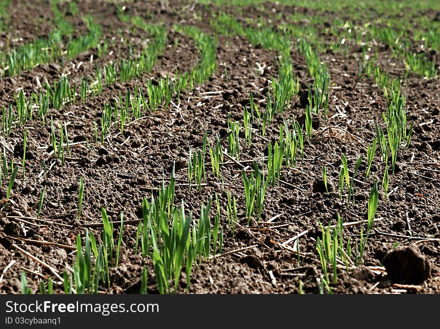 Wheat Seedlings