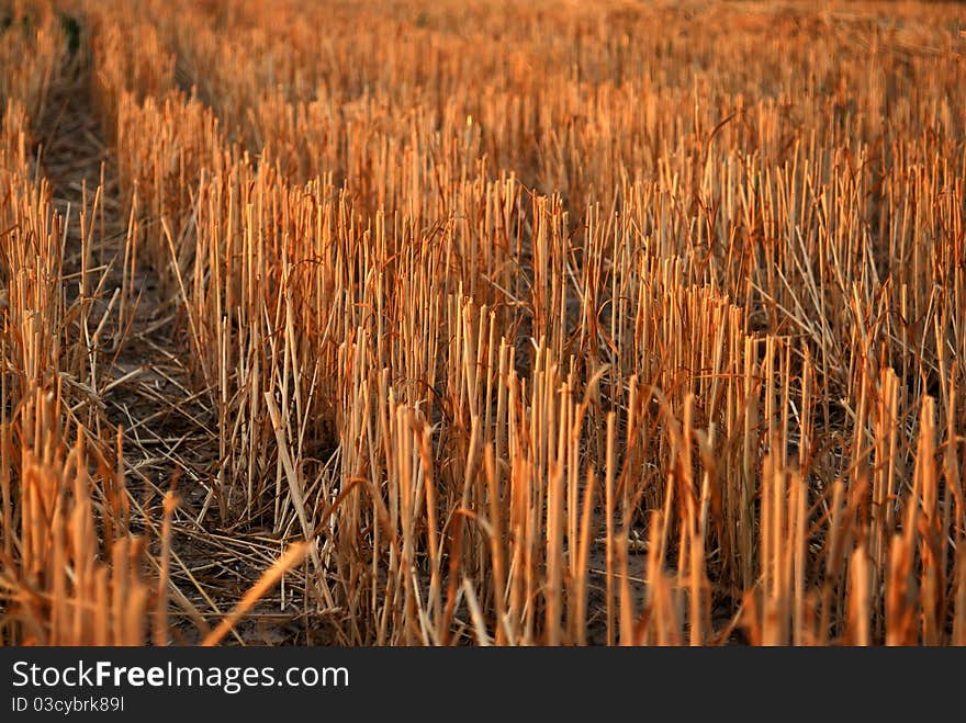 Wheat field