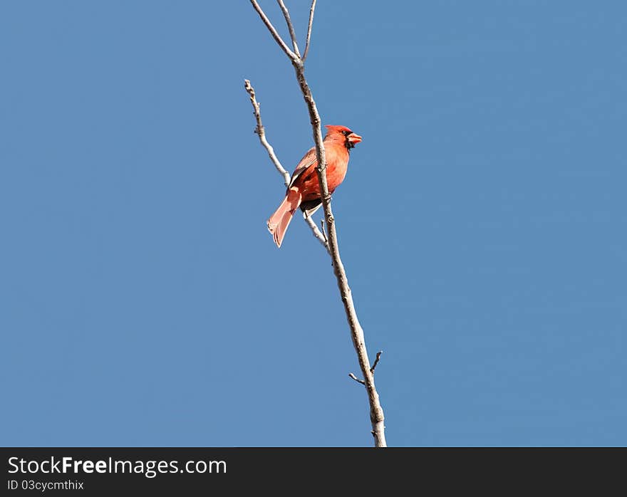 Cardinal sitting on a tree branch