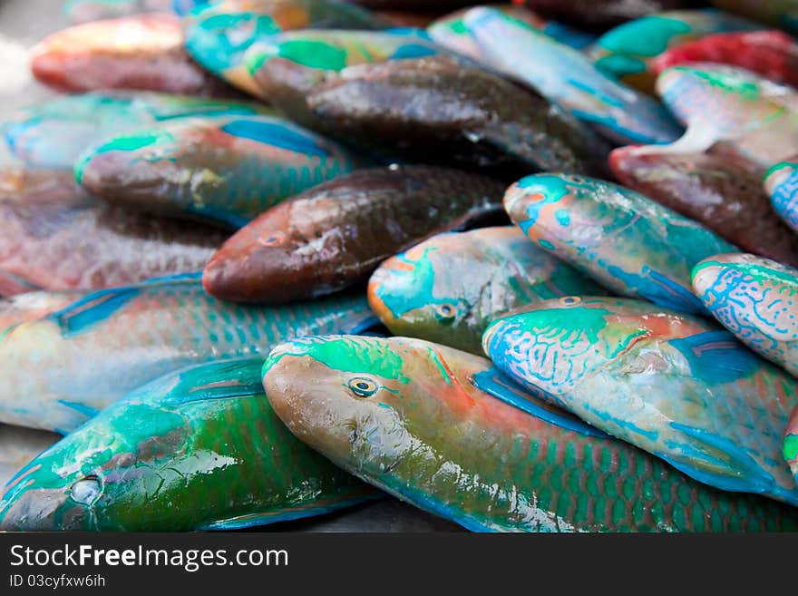 Rainbow parrot Fish on stock