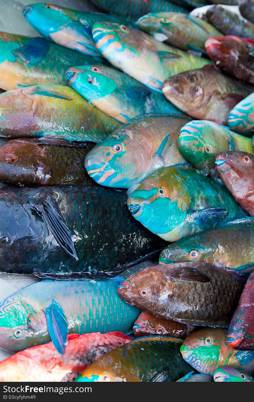 Rainbow parrot Fish on stock