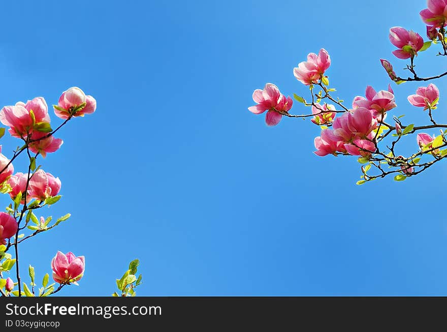 Flowering magnolia branches against a perfectly clear blue sky. Flowering magnolia branches against a perfectly clear blue sky