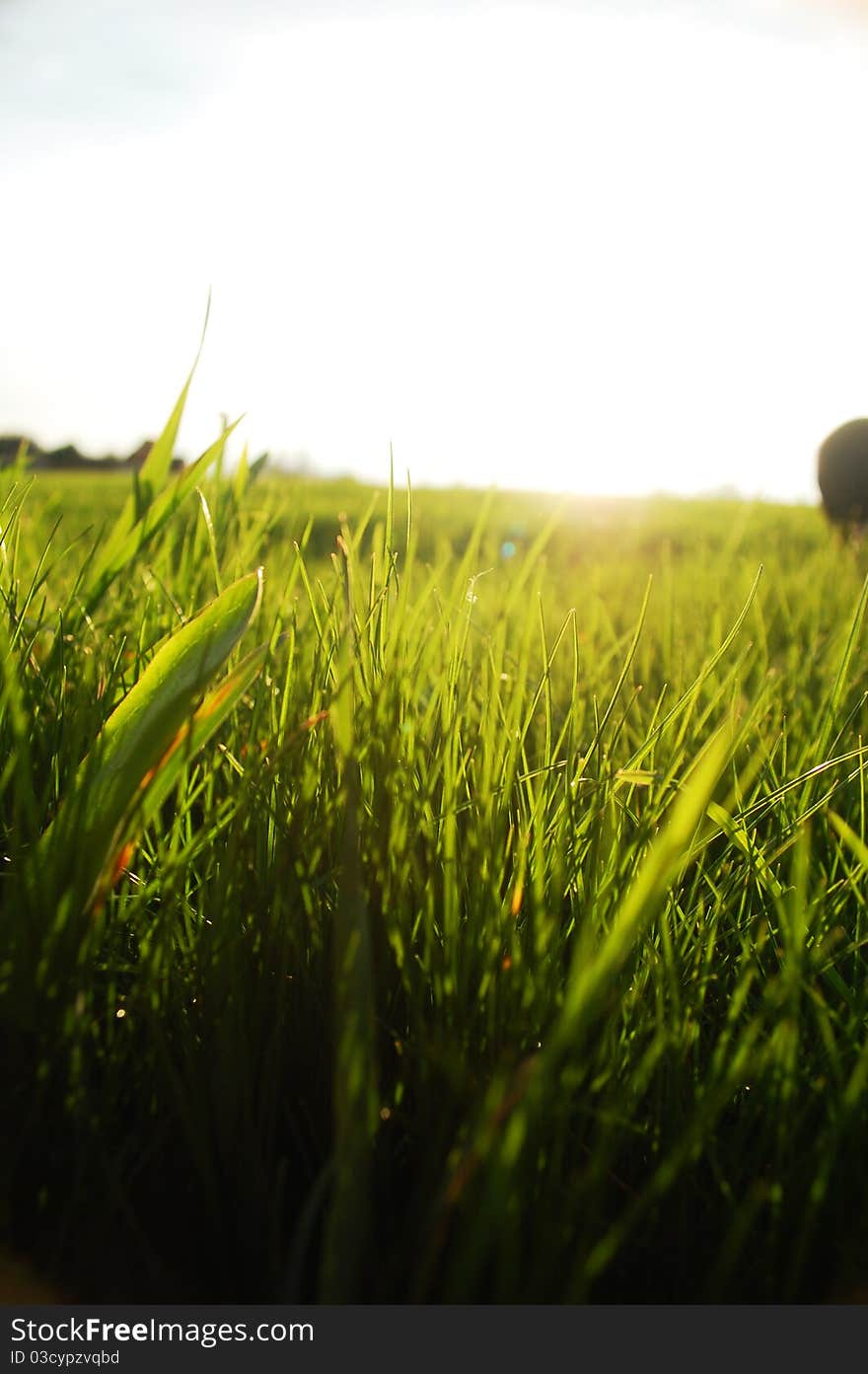 Green fresh grass on field . Green fresh grass on field .