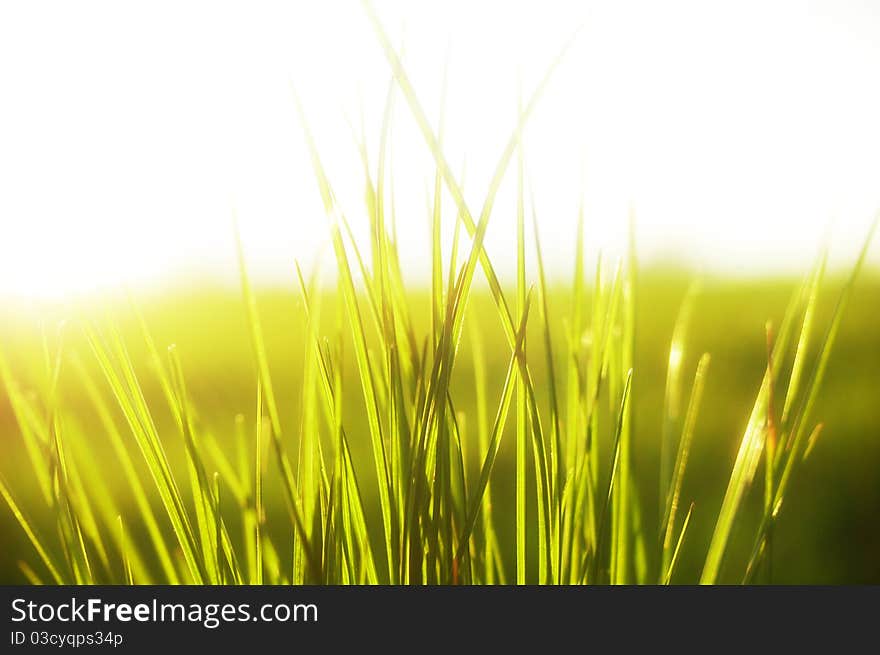 Grass In Sunlight