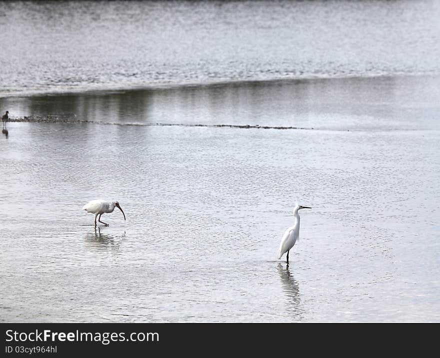 Wading Ibis