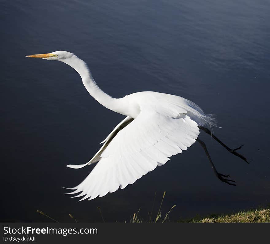 Great white heron launches in flight from the bank of the pond