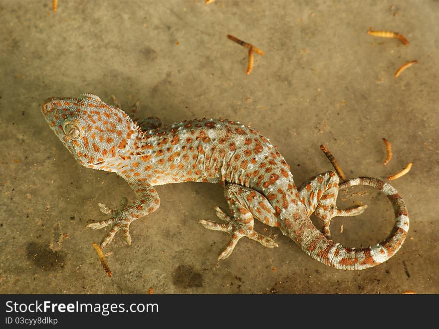 Malaysian island gecko